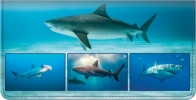 Sharks Checkbook Cover