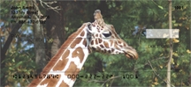 Giraffe - Giraffes  Personal Checks