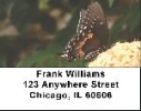 Butterfly Sampler Address Labels