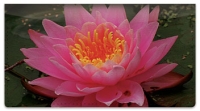 Fragrant Water Lily Checkbook Cover