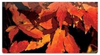 Fall Leaves Checkbook Cover