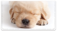 Sleepy Golden Pup Checkbook Cover