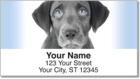 Black Lab Pup Address Labels