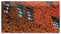 Autumn Ivy Checkbook Cover