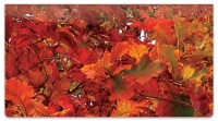 Autumn Brilliance Checkbook Cover