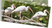 Click on White Ibis  For More Details