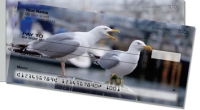 Click on Seagull  For More Details