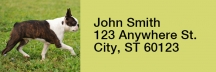 Boston Terrier Rectangle Address Labels