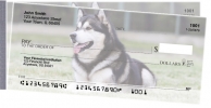 Click on Alaskan Malamute  For More Details