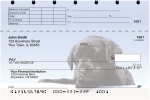 Black Lab Puppies  Personal Checks