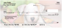 Pit Bull Pups  Personal Checks