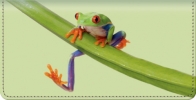 Froggy Fun Checkbook Cover