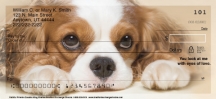 Cavalier-King-Charles-Dog-Checks