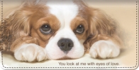 Click on Faithful Friends - Cavalier King Charles Checkbook Cover For More Details