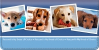 Click on Rescued is My Breed of Choice Checkbook Cover For More Details