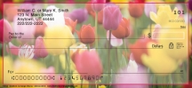 Tulips  Checks