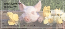 Click on Pigs Checks For More Details