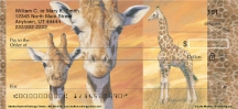 Giraffes