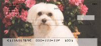 Click on Maltese Checks For More Details