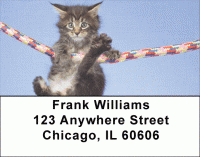 Click on Maine Coon Kittens Address Labels For More Details