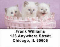Click on Ragdoll Kittens Address Labels For More Details