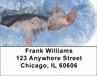 Click on Hairless Sphynx Kittens Address Labels For More Details