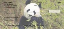 Panda Bears Checks