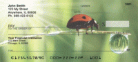 Click on Ladybugs Checks For More Details