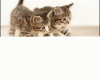 Click on Cute Kittens Address Labels For More Details