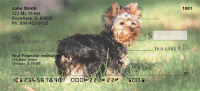 Click on Yorkshire Terriers Checks For More Details