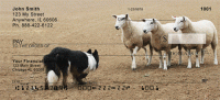 Click on Border Collie at Work Checks For More Details