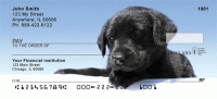 Click on Black Lab Puppies Checks For More Details