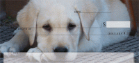 Click on Yellow Lab Puppies Checks For More Details