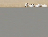 Click on Border Collie at Work Address Labels For More Details