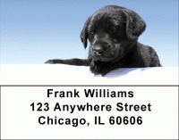 Click on Black Lab Puppies Address Labels For More Details