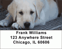 Click on Yellow Lab Puppies Address Labels For More Details