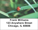 Click on Ladybug Labels - Ladybugs on Leaves Address Label Sets For More Details