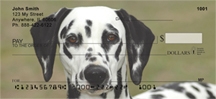 Click on Dalmatians - Dalmatian  Checks For More Details