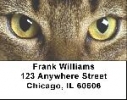 Click on Abyssinian Cats Address Labels - Cat Labels For More Details