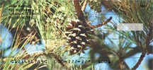 Pine Cone - Pine Cones  Checks