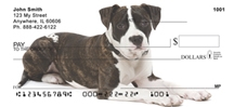 American Staffordshire Terrier  - Staffordshire Checks