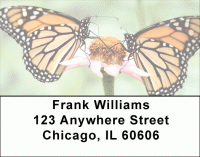 Monarch Butterfly Beauties Address Labels