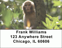 Click on Monkeys Address Labels For More Details