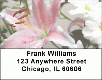 Stargazers Address Labels