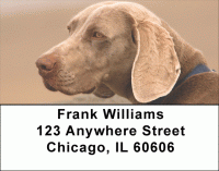Weimariner Dog Address Labels