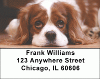 Cavalier King Charles Dogs Address Labels