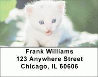 Click on Cute Kitten Address Labels For More Details