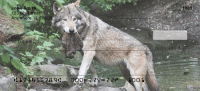 Click on Watchful Wolves  Checks For More Details