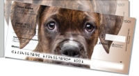 Click on Boxer Pup Side Tear For More Details