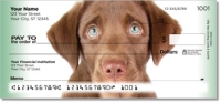 Click on Chocolate Lab Pup Checks For More Details